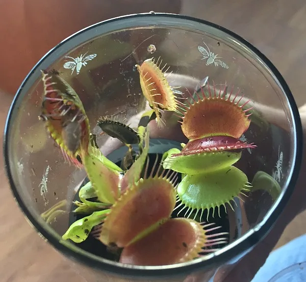 venus flytrap