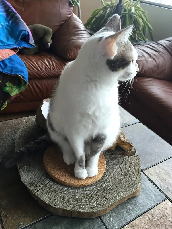 caturday -- cat on a pedestal