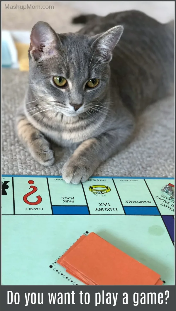 Caturday -- kitten playing Monopoly