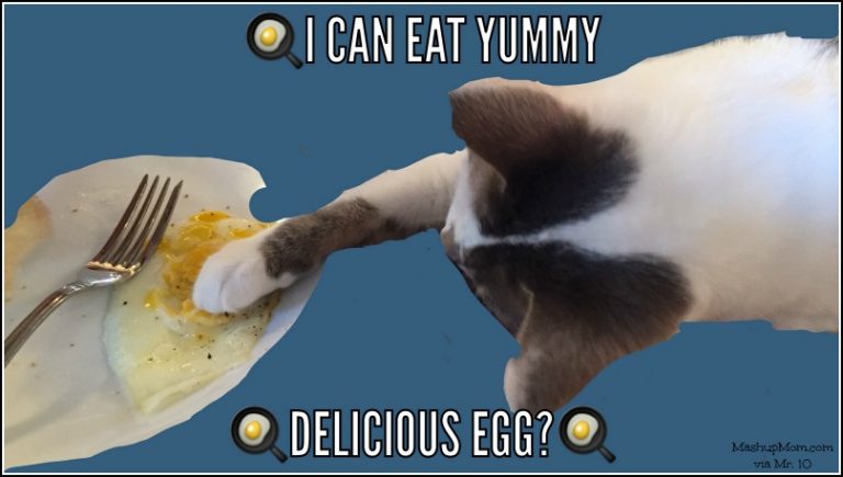 Caturday with the Notorious BKL and Friends -- Meme Edition