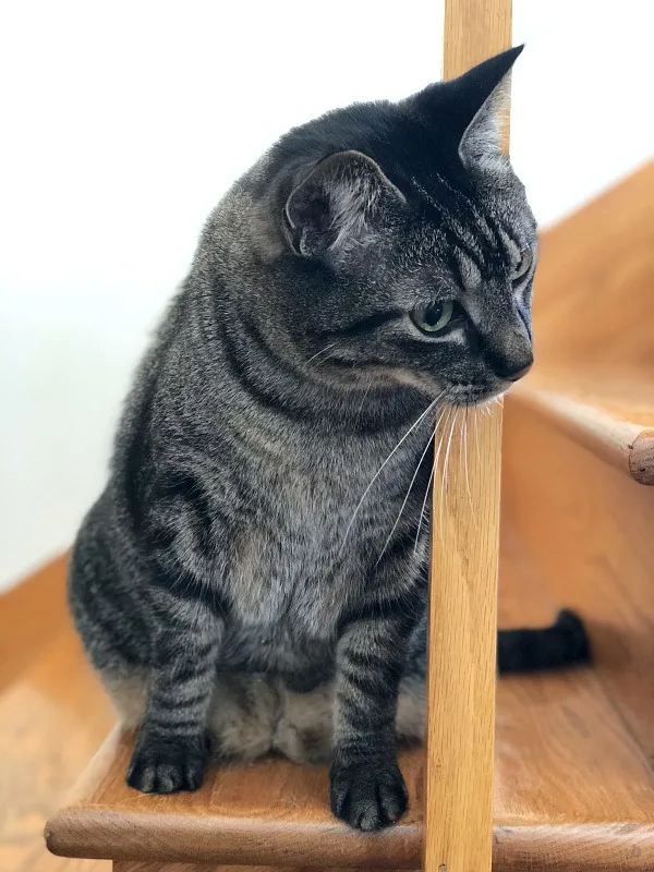 caturday -- cat on the stairs