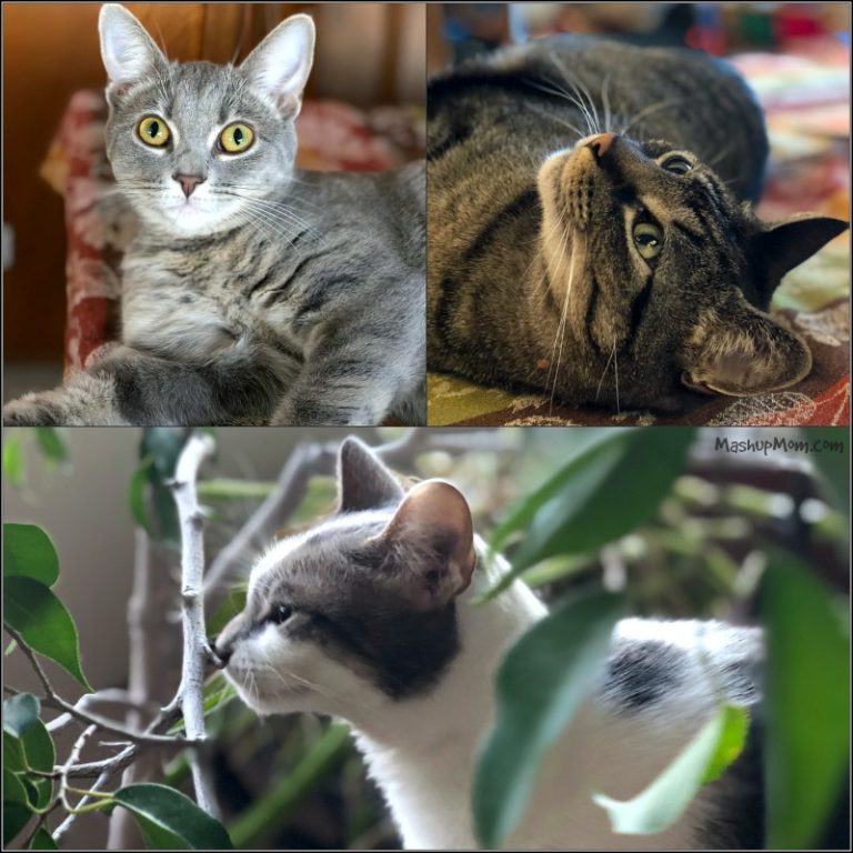 Caturday with the Notorious BKL and Friends: B is for Beautiful Edition