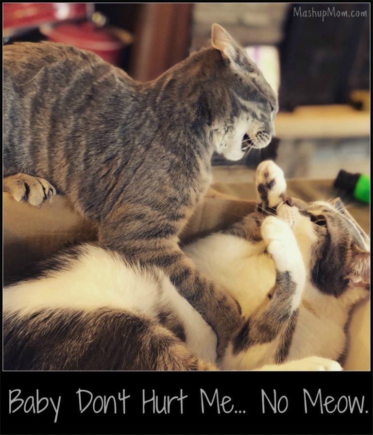 Caturday with the Notorious BKL and Friends: Catfight! Edition