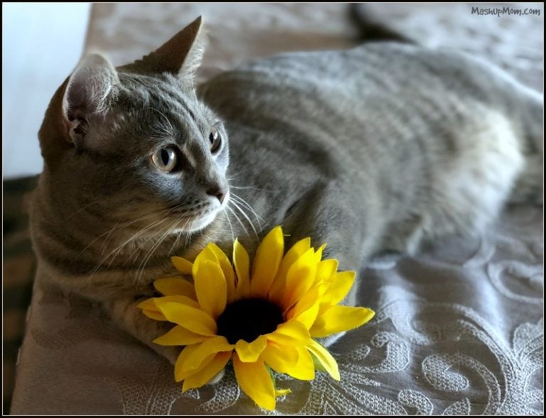 Caturday with the Notorious BKL and Friends: Poser Kitty