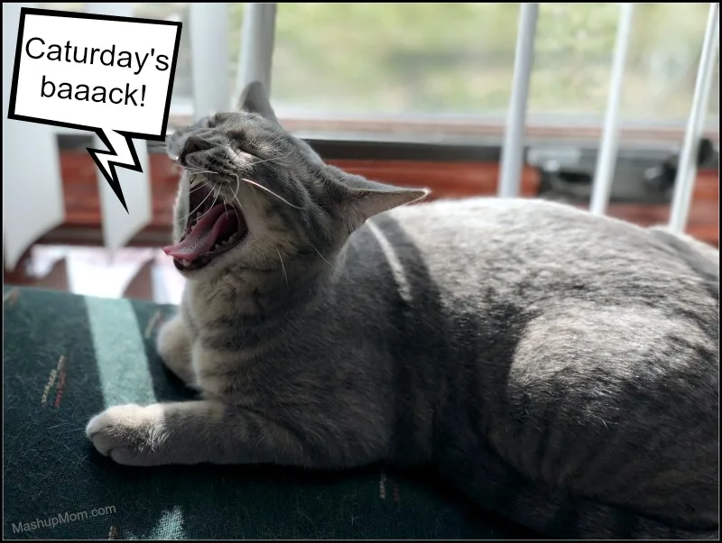 Caturday is back -- gray cat yawning on chair