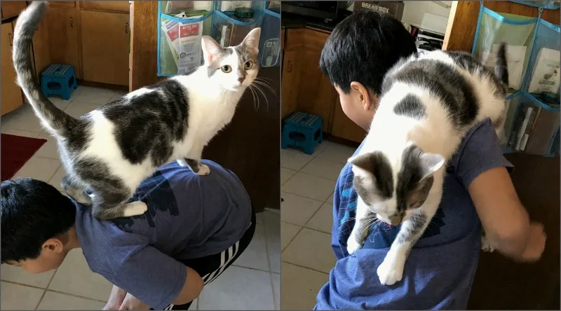 Caturday -- gray and white cat climbing on boy