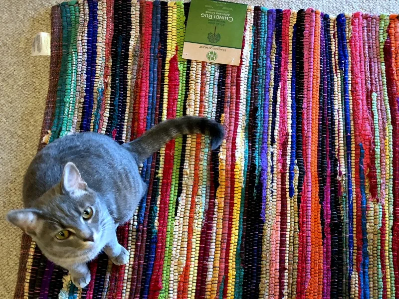 caturday -- cat on colorful rug