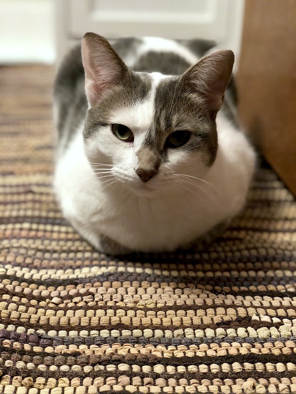 cat on a stripy rug