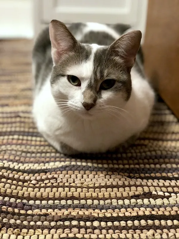 caturday -- cat tea cozying on rug