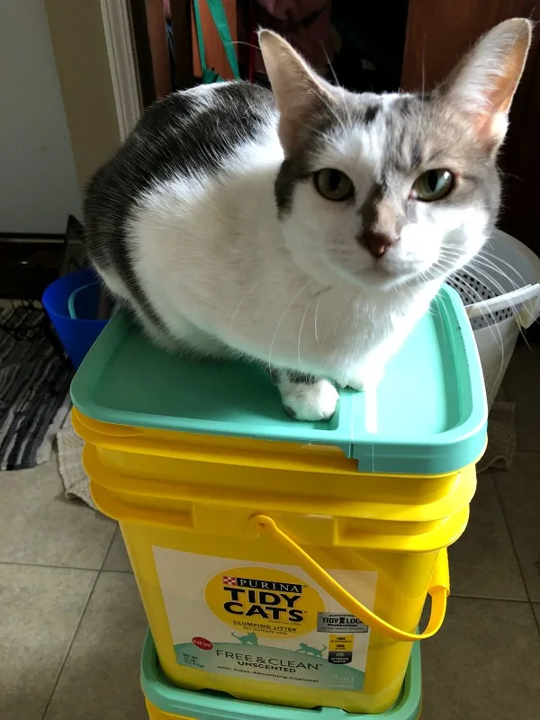 While picking up TIDY CATS Free and Clean litter at Target, I also picked up a new litter box, litter-trapping mat, and scoop for a whole refresh. Free of added dyes and fragrances, with the odor-absorbing power of activated charcoal -- it doesn't just add a different odor to mask the one you're trying to eliminate.