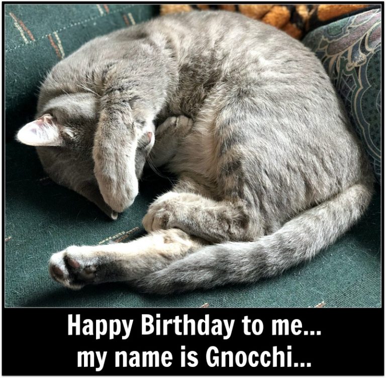 Caturday with the Notorious BKL and Friends: Birthday Edition