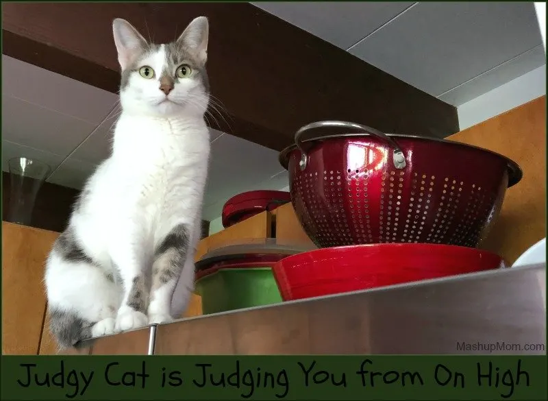 Cat sitting on a refrigerator