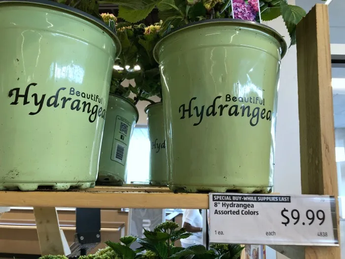 hydrangeas at ALDI