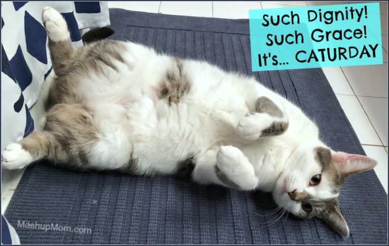 Caturday with the Notorious BKL and Friends: Lucy Loves the Bathroom Edition