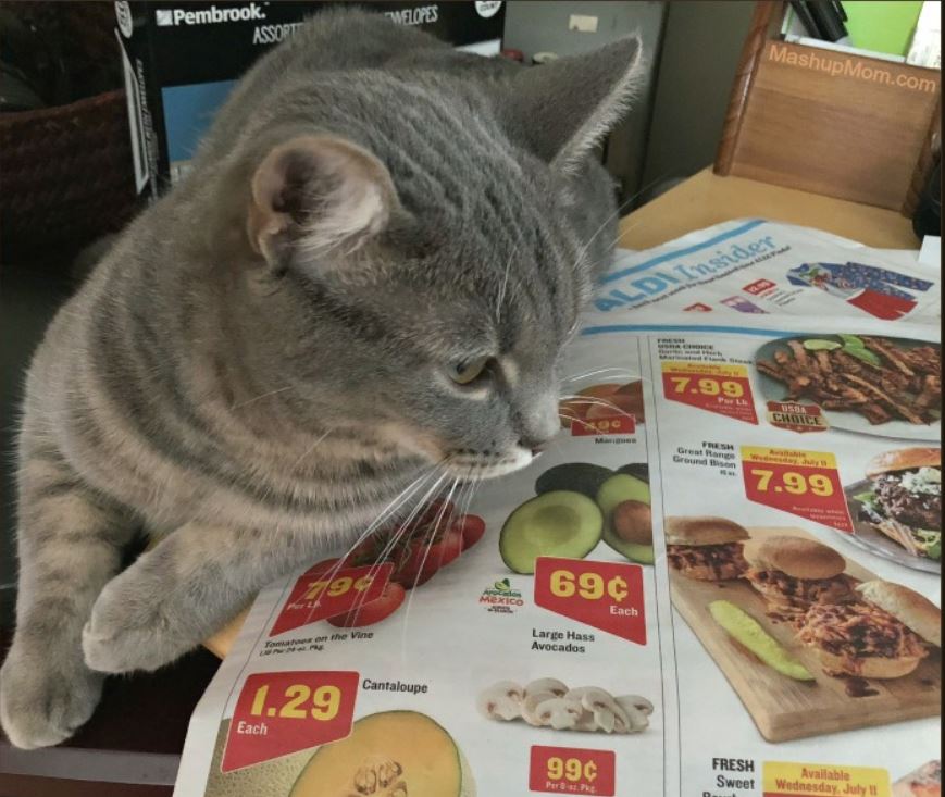 gnocchi helps read the aldi ads