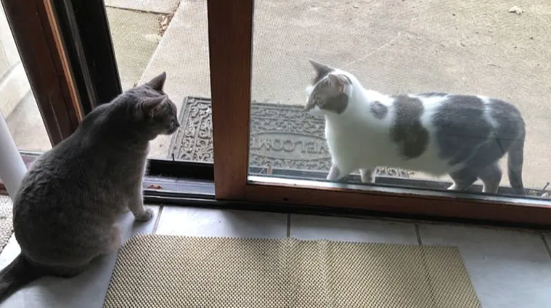 cats in a sliding glass door