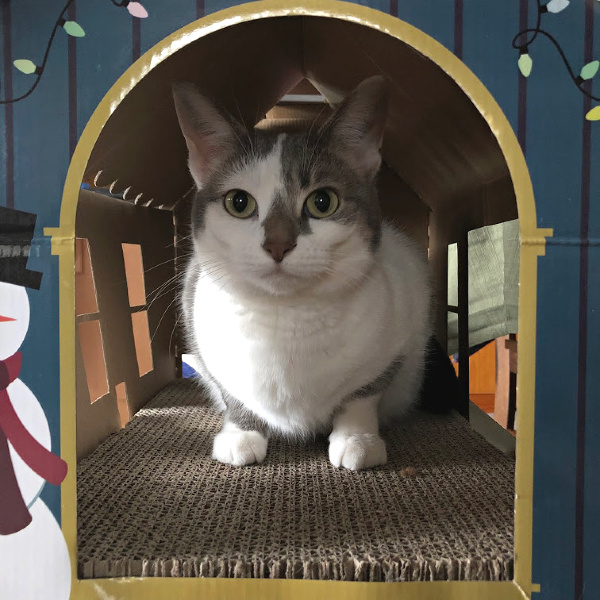 cat in an aldi house