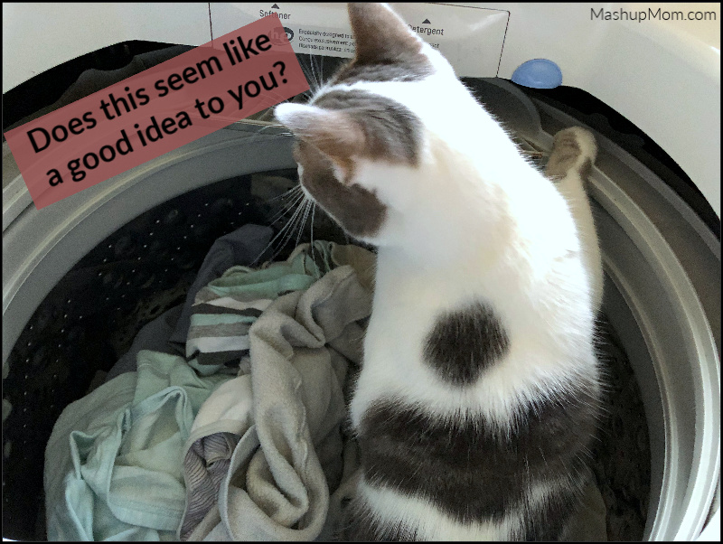 cat in a washing machine