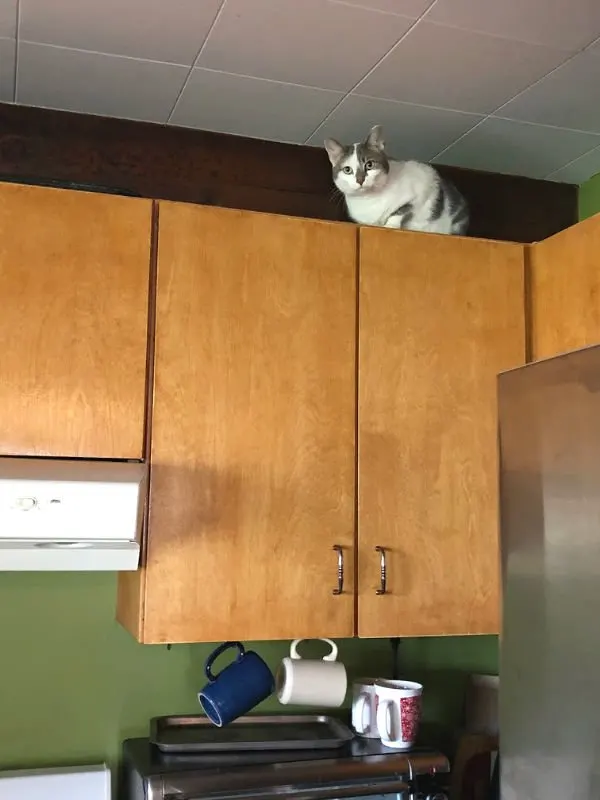 cat on the cupboards