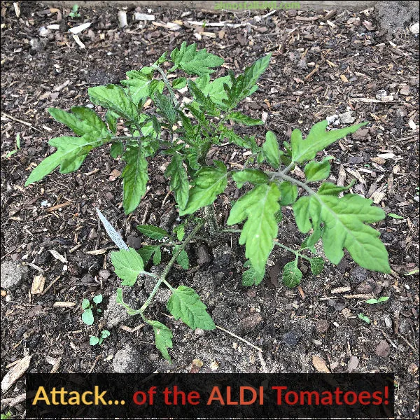 garden tomato plant from aldi