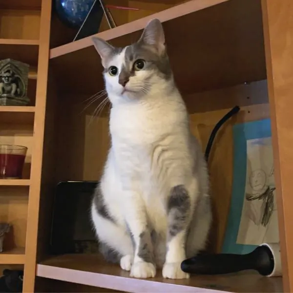cat on a shelf staring into space