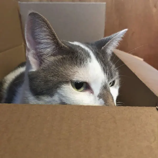 cat in a box