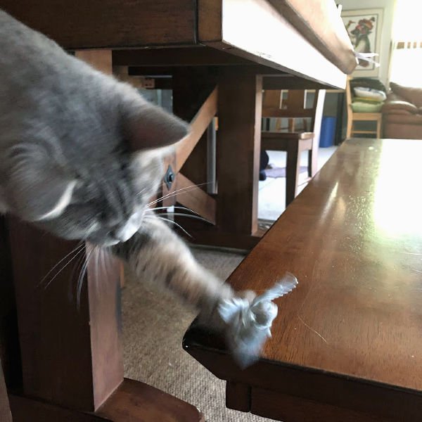 cat batting a LEGO weeping angel