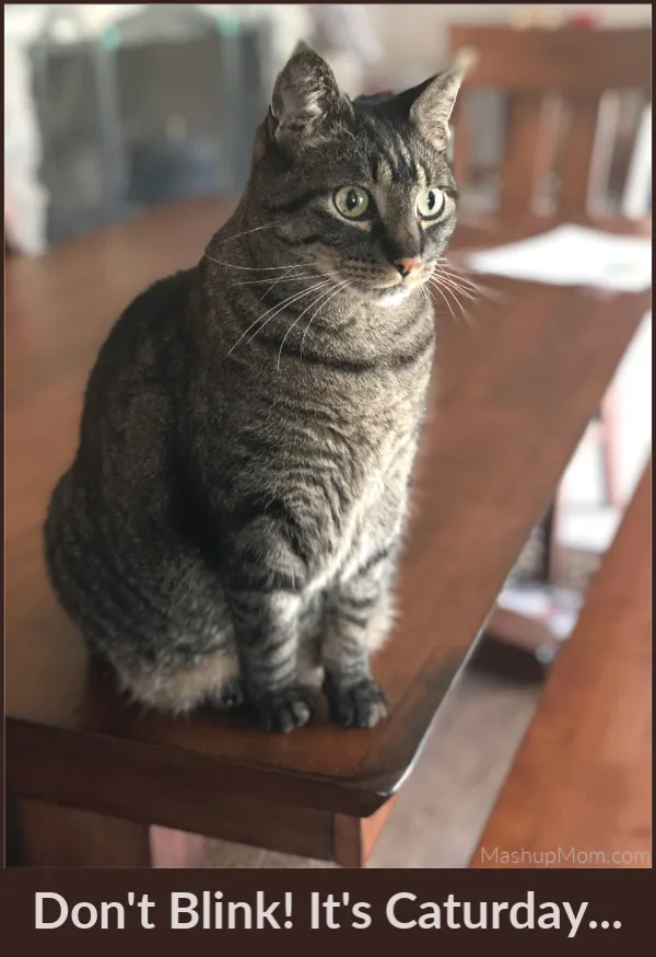 cat on a table staring into space