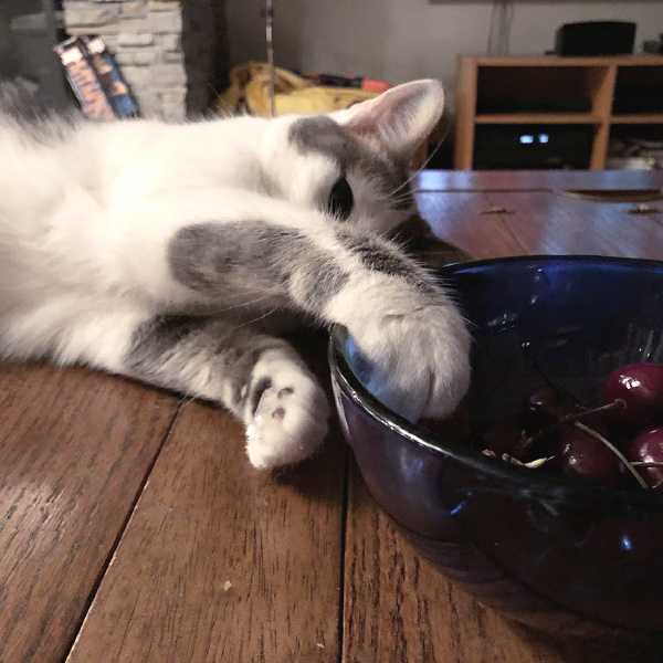 i can touch the cherries?