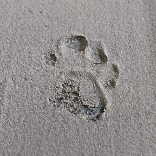 cat paw print in cement