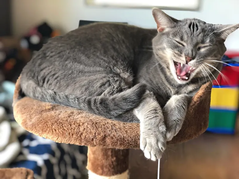 gray cat yawning on a cat tree