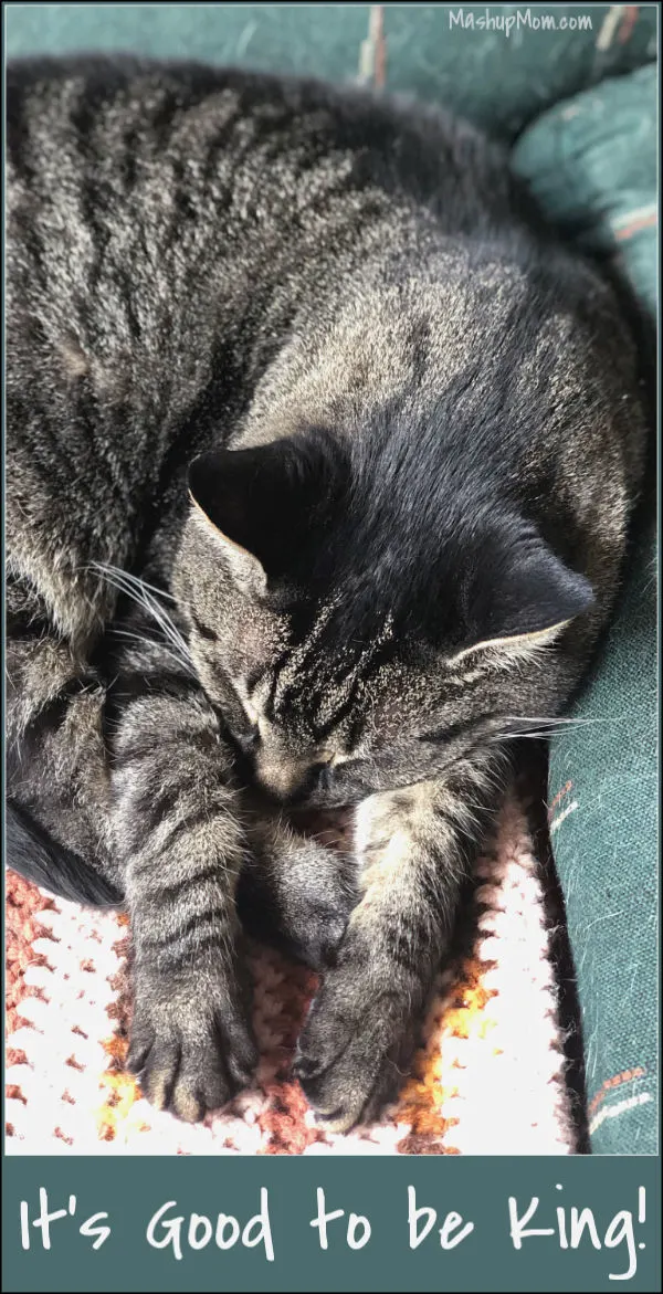 sleeping cat on chair