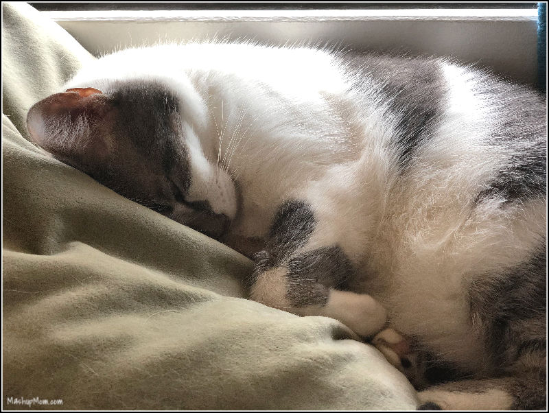 sleeping cat on pillow