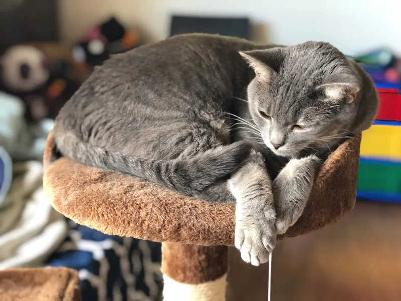 gray cat sleeping on a cat tree