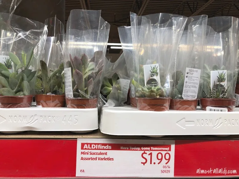 mini succulents at ALDI