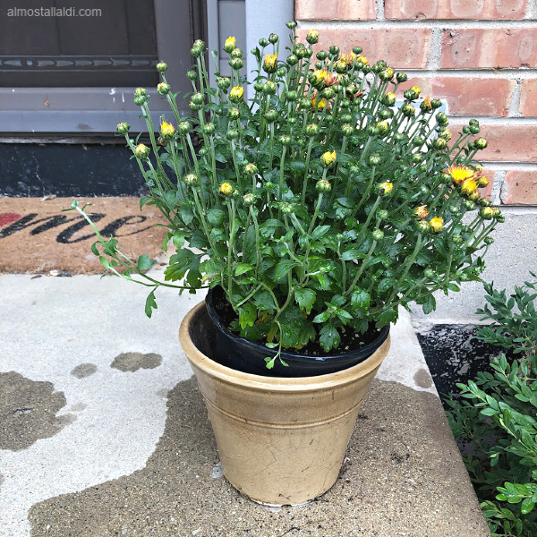 clearance garden mums from ALDI sitting on my porch