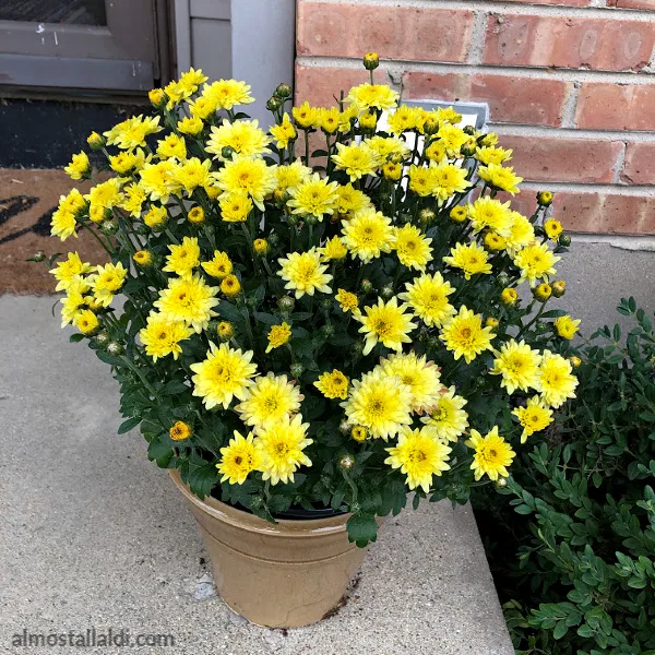 garden mums from aldi on a front porch