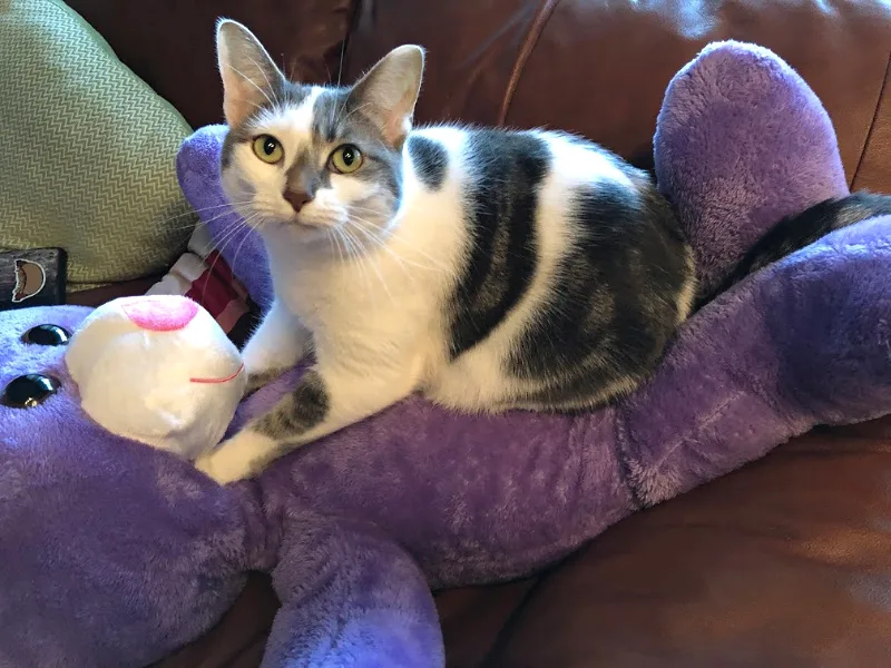 white cat with gray markings on a lavender stuffed bear