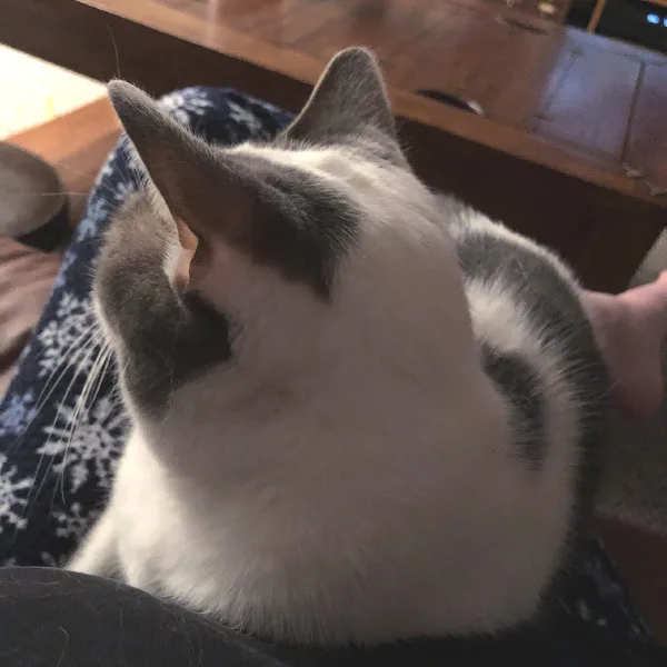white and gray cat on a lap