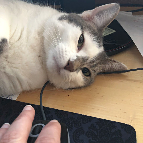 bad kitty lucy supervises typing