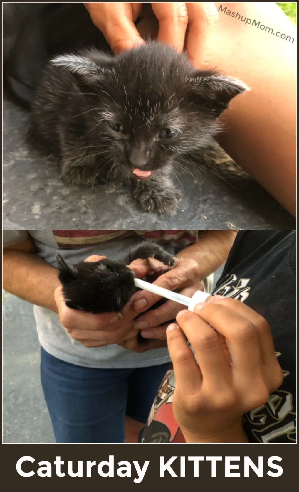 Caturday kittens -- black kitten with white eyebrows and feeding with a dropper