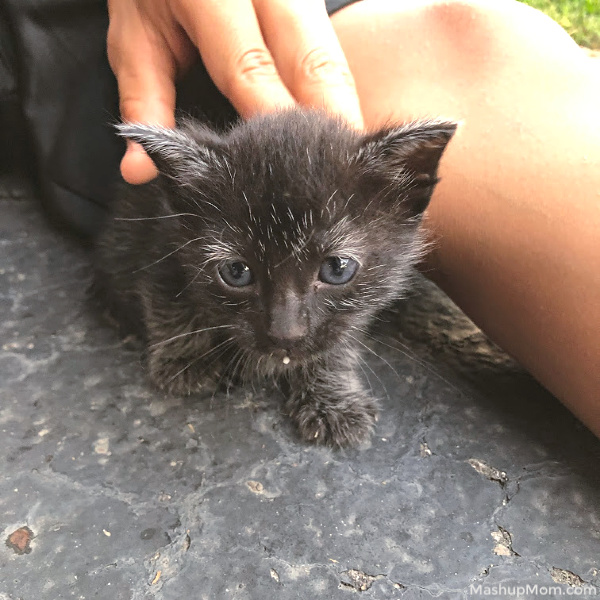 tiny black kitten with white eyebrows and ear tufts