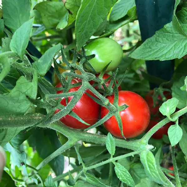 tomatoes on the vine in my garden