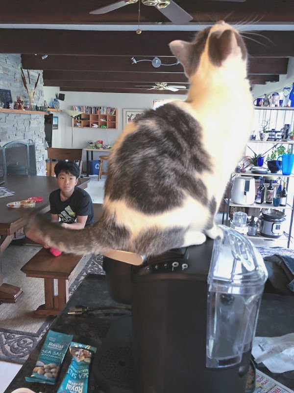 white and gray cat sitting on a keurig