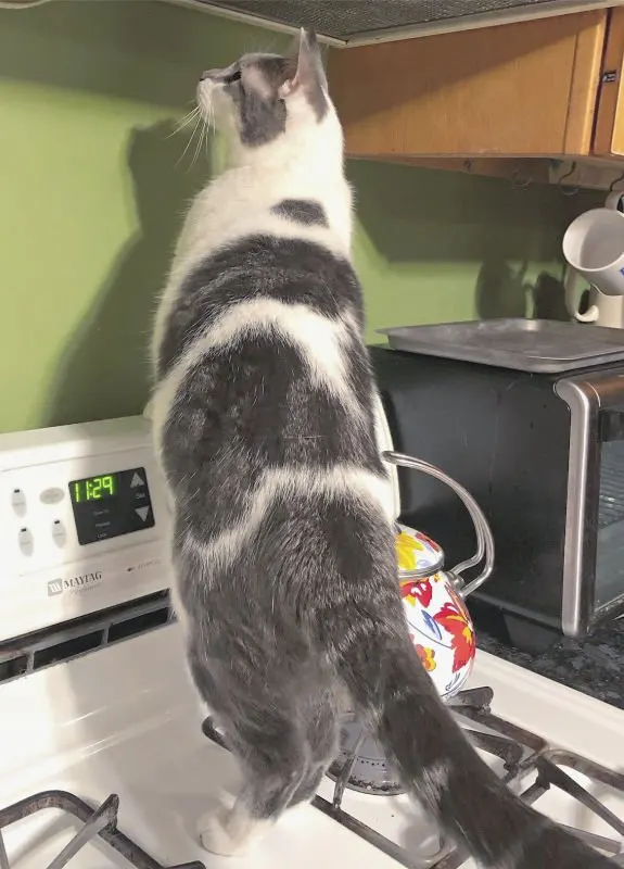 white and gray cat standing on a stove top