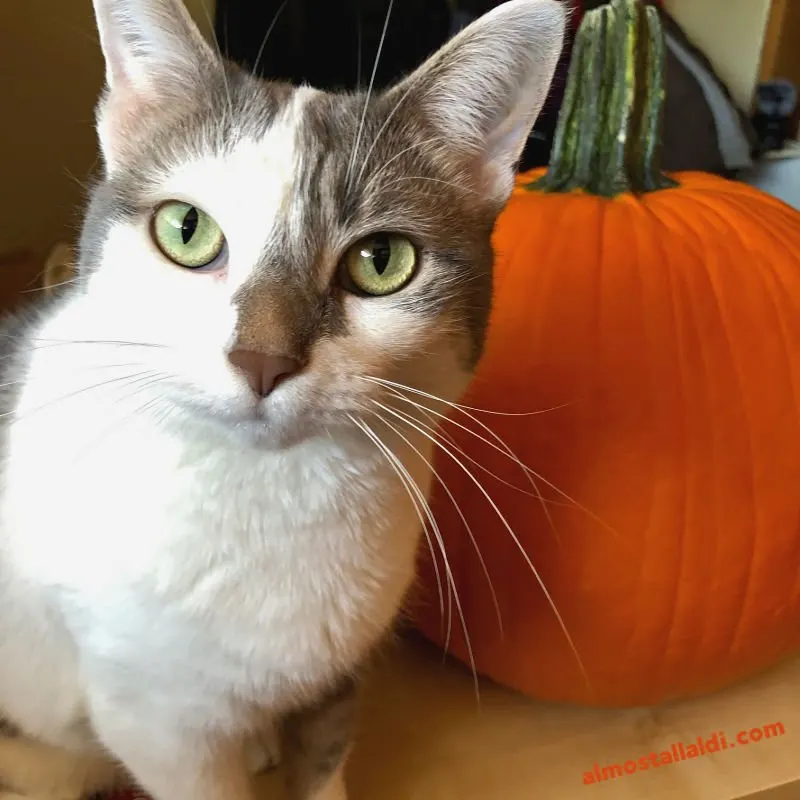 white and gray cat with a pumpkin