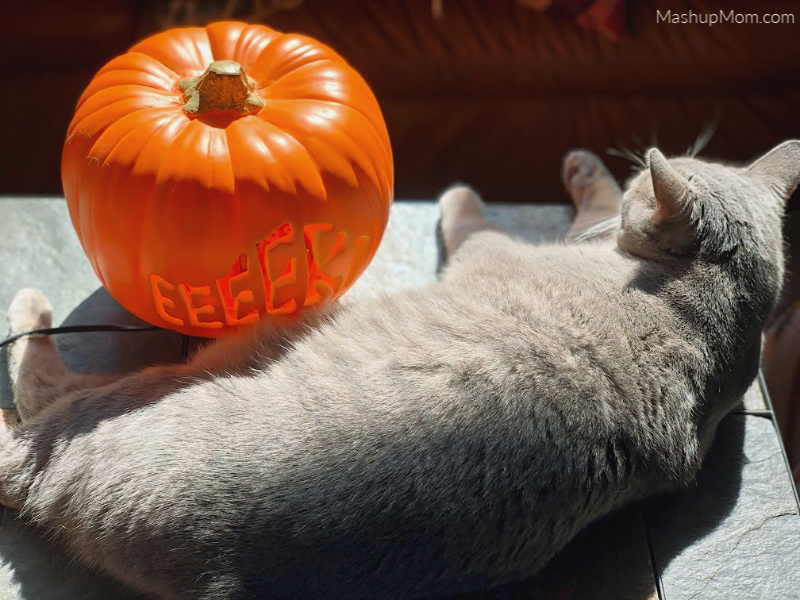 gray cat with a halloween pumpkin
