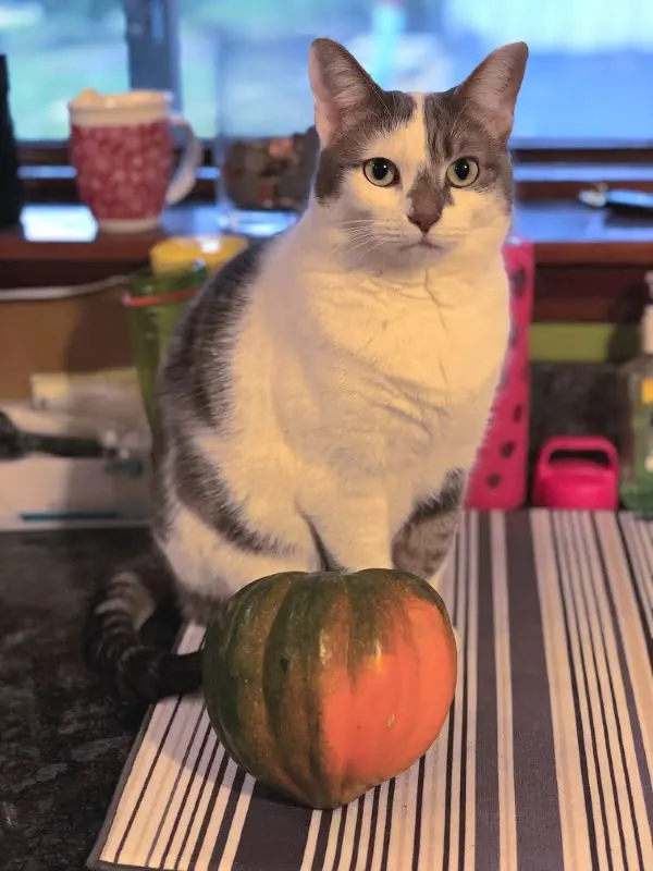 white and gray cat with an acorn squash
