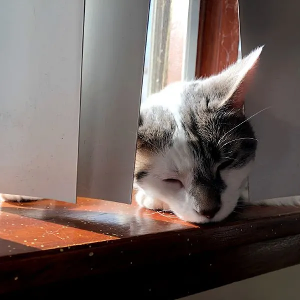 white and gray cat sleeping on a windowsill