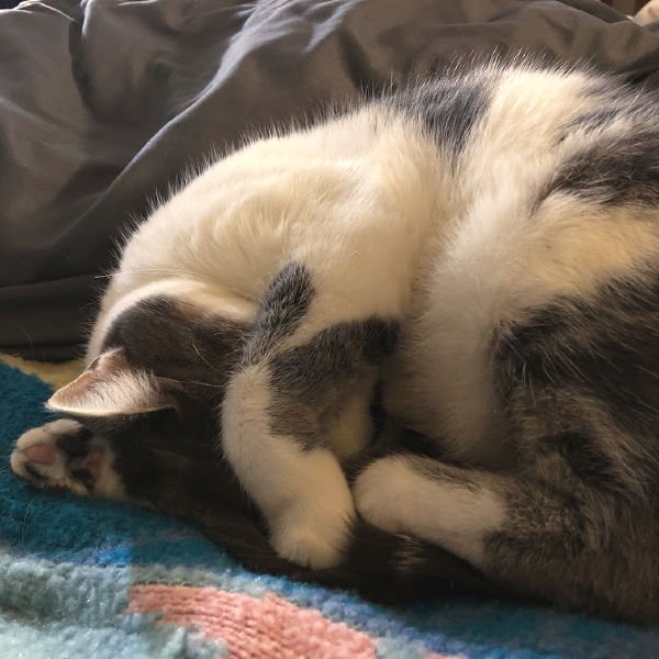 sleepy gray and white cat with paw over her eyes